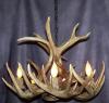 Photo for antler lamp