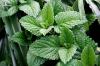 Photo for Moroccan Mint Tea