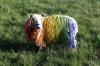 Photo for Fancy Fur Farms & Pet Grooming dogs cats alpacas sheep