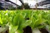 Photo for Greener Gardens