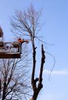 Photo for Pittsburgh Tree Service