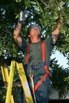 Photo for Above and Beyond Tree Trimming