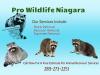 Photo for Pro Wildlife Niagara