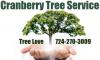 Photo for Cranberry Tree Care Service