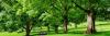 Photo for Chief Beaver Tree Service