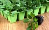 Photo for Cultivate Hydroponic & Organic Garden Center