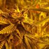 Photo for Patient's Choice of Colorado / Livegreen