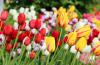 Photo for Texas-Tulips, LLC