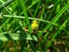 Photo for The-GrassHopper.Net