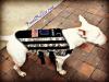 Photo for Bull Terrier