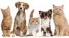 Photo for Animal Rescue News