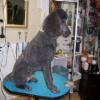 Photo for Carol's Pretty Pets Salon