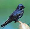 Photo for Lake Murray SC Purple Martins