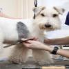 Photo for Tails Of Mischief Boarding & Grooming