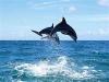 Photo for Dolphin Water Tours – The Best Water Tour in Augustine