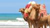 Photo for Morocco Weather, Climate and Travel