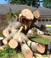 Photo for A-1 Lawn & Tree Service