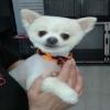 Photo for All Paws Pet Grooming