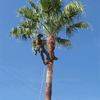 Photo for Domingo's Tree Care
