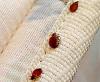 Photo for Phoenix Bed Bug Expert