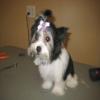 Photo for The Dog Salon