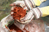 Photo for Houston Mulch