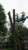 Photo for Lansing Tree Service
