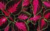 Photo for Forskolin extract for weight loss