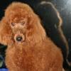 Photo for Black Pine AKC Standard Poodles